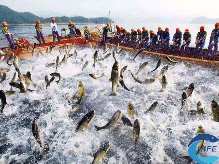 海南省水產養(yǎng)殖業(yè)現(xiàn)代化進程中如何應對市場競爭